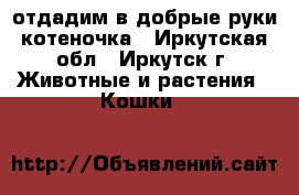 отдадим в добрые руки котеночка - Иркутская обл., Иркутск г. Животные и растения » Кошки   